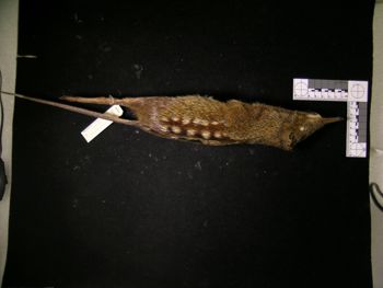 Media type: image;   Mammalogy 43733